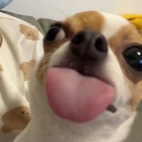 小紙shit 💩