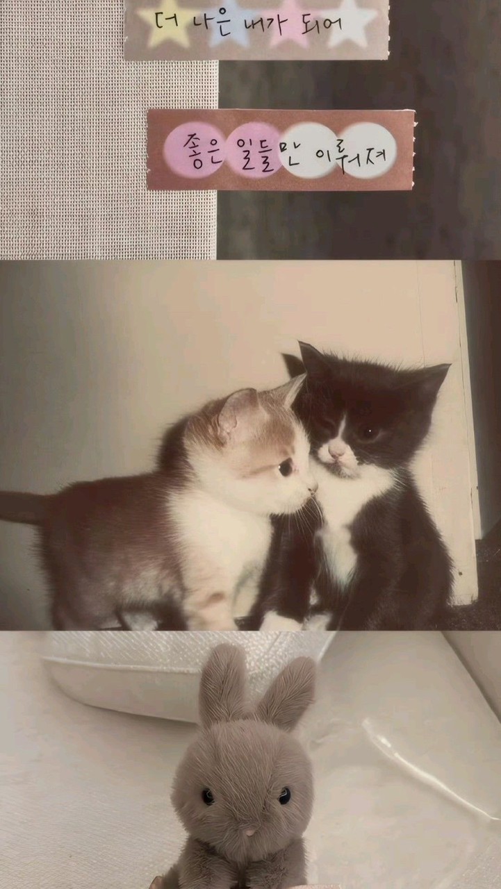 ♡ representative 𐅛 yellistorë 🏡