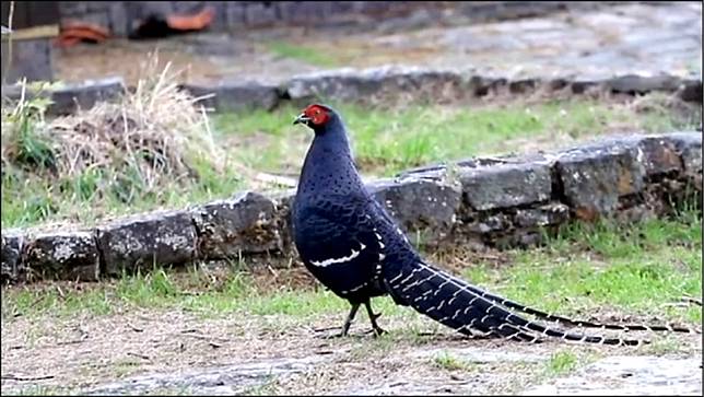 野生動物打招呼塔塔加旅遊夯 自由電子報 Line Today