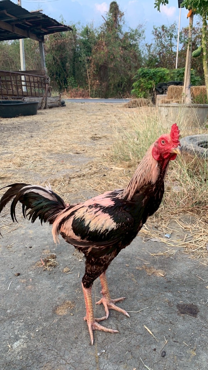 ซุ้ม.เด็กวังม่วง🐓 (วังม่วง ร่วงยาก)