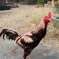 ซุ้ม.เด็กวังม่วง🐓 (วังม่วง ร่วงยาก)