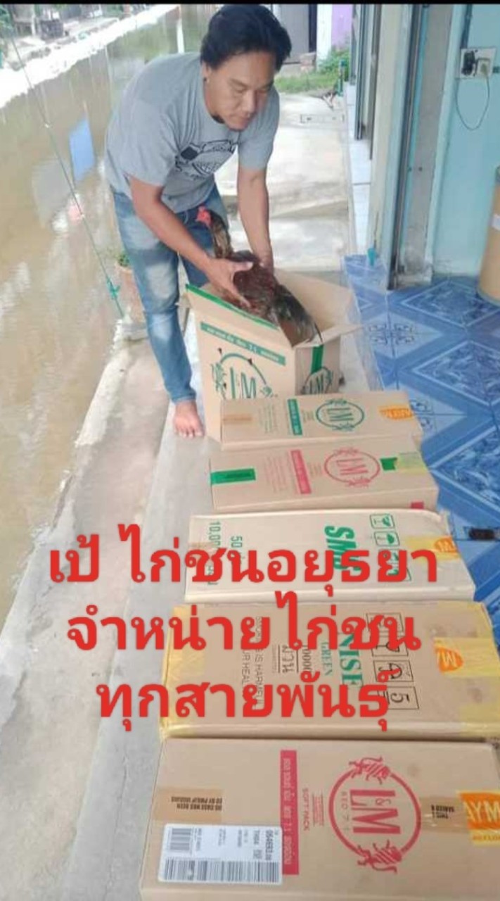 เป้ ไก่ชนอยุธยา