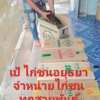 เป้ ไก่ชนอยุธยา