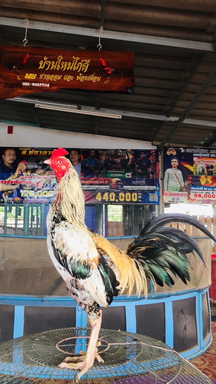 บ้านใหม่ไก่ดี MB ท่าฉลอม และ พ้องเพื่อน