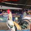 บ้านใหม่ไก่ดี MB ท่าฉลอม และ พ้องเพื่อน