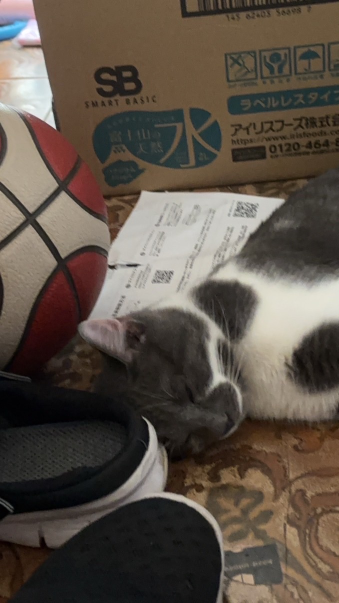 猫好き集まれ〜