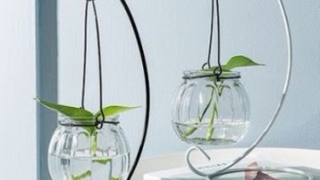 桌上型水耕植物超好養！療癒裝飾還可以招財、防小人～