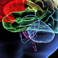 《智力upup🧠》加強記憶/ 加快反應/ 強化邏輯/ 思緒清晰/ 多工思考/ 腦霧/ 失智/ 智商