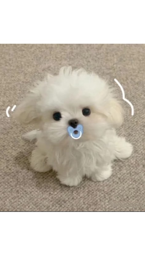 CYJㄉ最後一個家