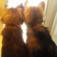 保護犬猫のアレやコレ