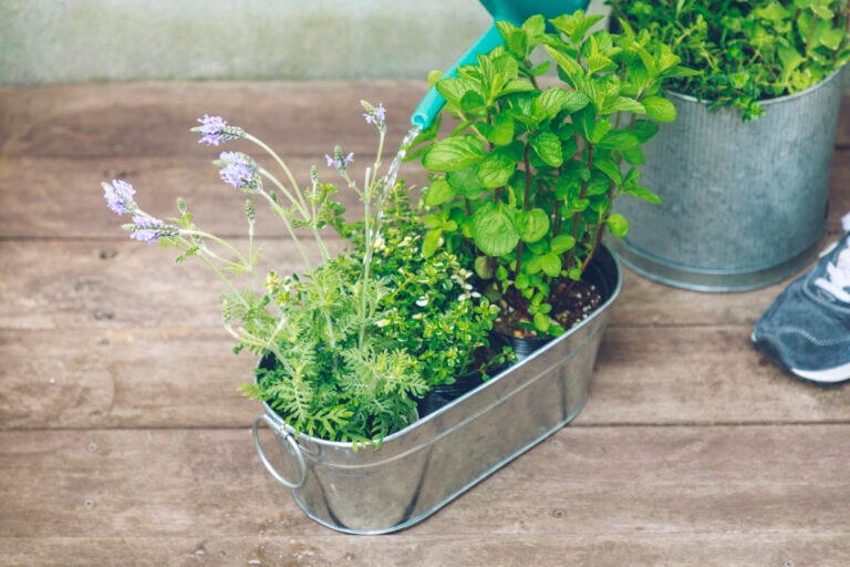 おうち時間に家庭菜園を始めよう プロが教える 初心者もできる簡単菜園づくりの基本