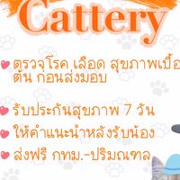 TS HOUSE CATTERY