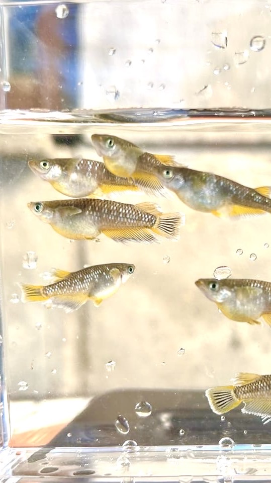 部屋とメダカと私in関西