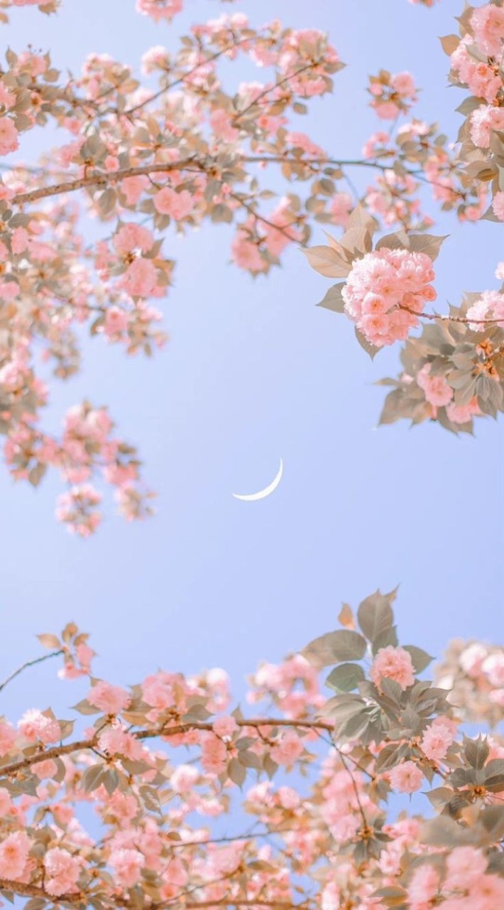 𝑇ℎ𝑒 𝑅𝑎𝑑𝑖𝑎𝑛𝑐𝑒 𝐹𝑎𝑚𝑖𝑙𝑦