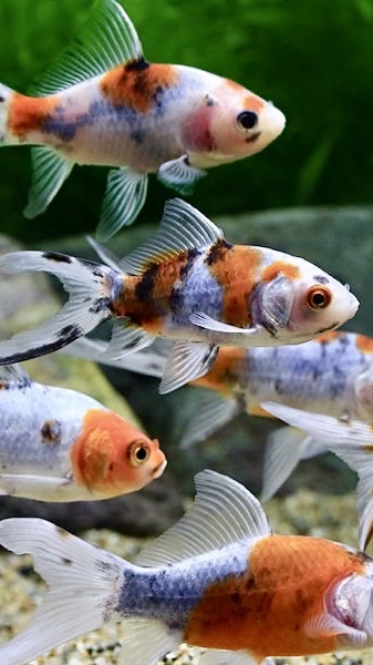 朱文錦歡樂飼養園地
