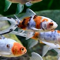朱文錦歡樂飼養園地