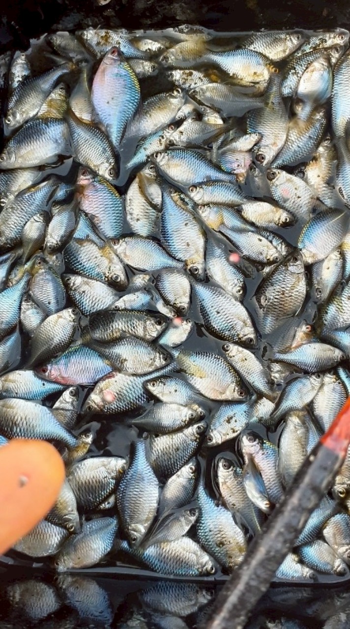 札幌でタナゴ釣り♪