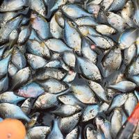 札幌でタナゴ釣り♪