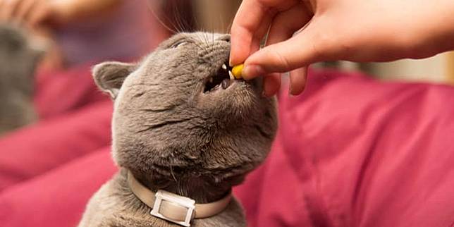 Jenis dan Manfaat Vitamin Kucing, untuk Pemulihan Kucing Sakit 