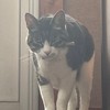 まお🐈　ポケ情報
