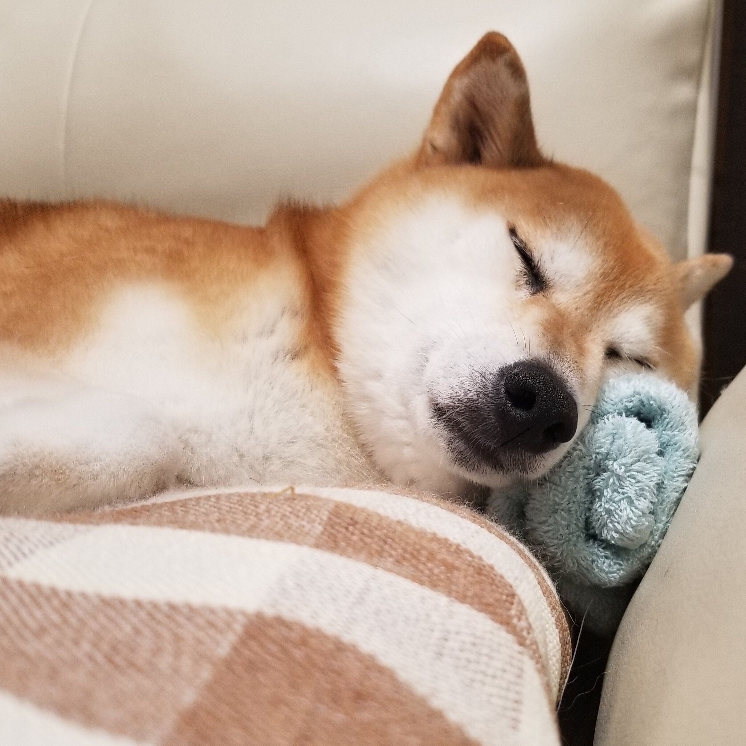 柴犬 自分から入ったのに出られないで困っている