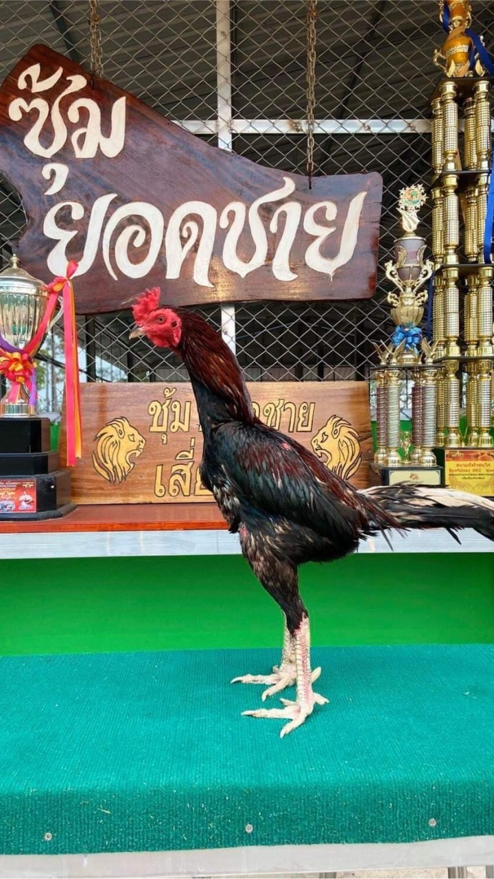 FC ซุ้มยอดชาย เจ้าแจ้นาคา แชมป์ 2.2 ล้าน