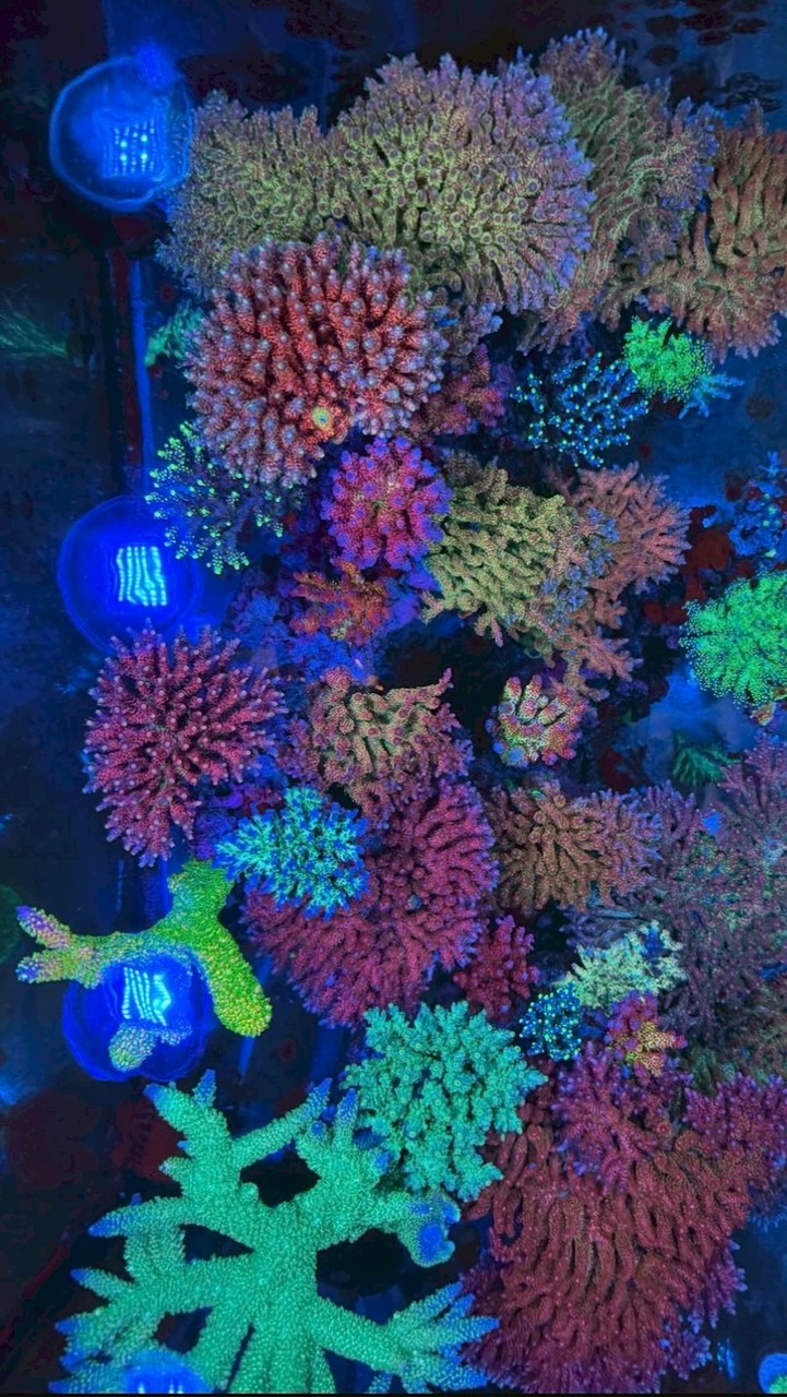 那個好養嗎 手撈海水魚