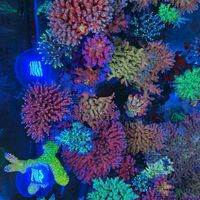 那個好養嗎 手撈海水魚