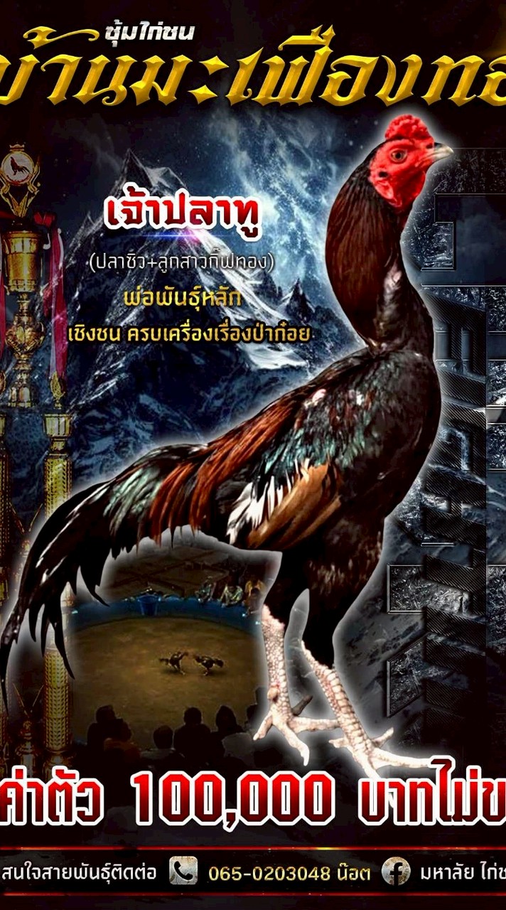 บ้านมะเฟืองทอง ป่าก๋อยเหล่าหางแดง