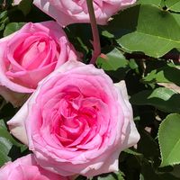 🌸ケアマネ29回受験🌸笑う門にも夢来る