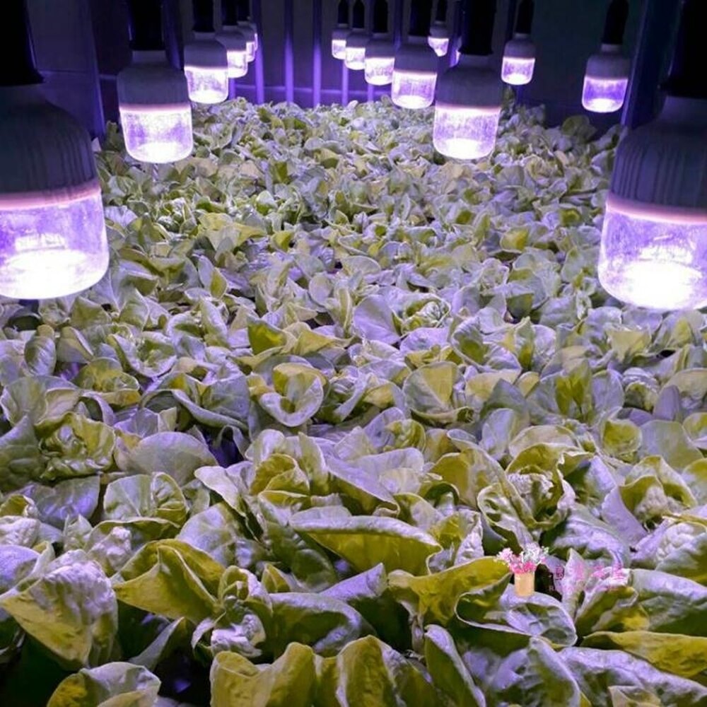 植物補光燈 LED蘭花蔬菜大棚火龍果草莓仿陽光光合作用補光燈T 2色