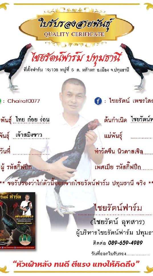 ไซ่ง่อน100 สายพันธุ์ ไชยรัตน์ฟาร์ม