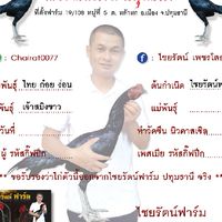 ไซ่ง่อน100 สายพันธุ์ ไชยรัตน์ฟาร์ม