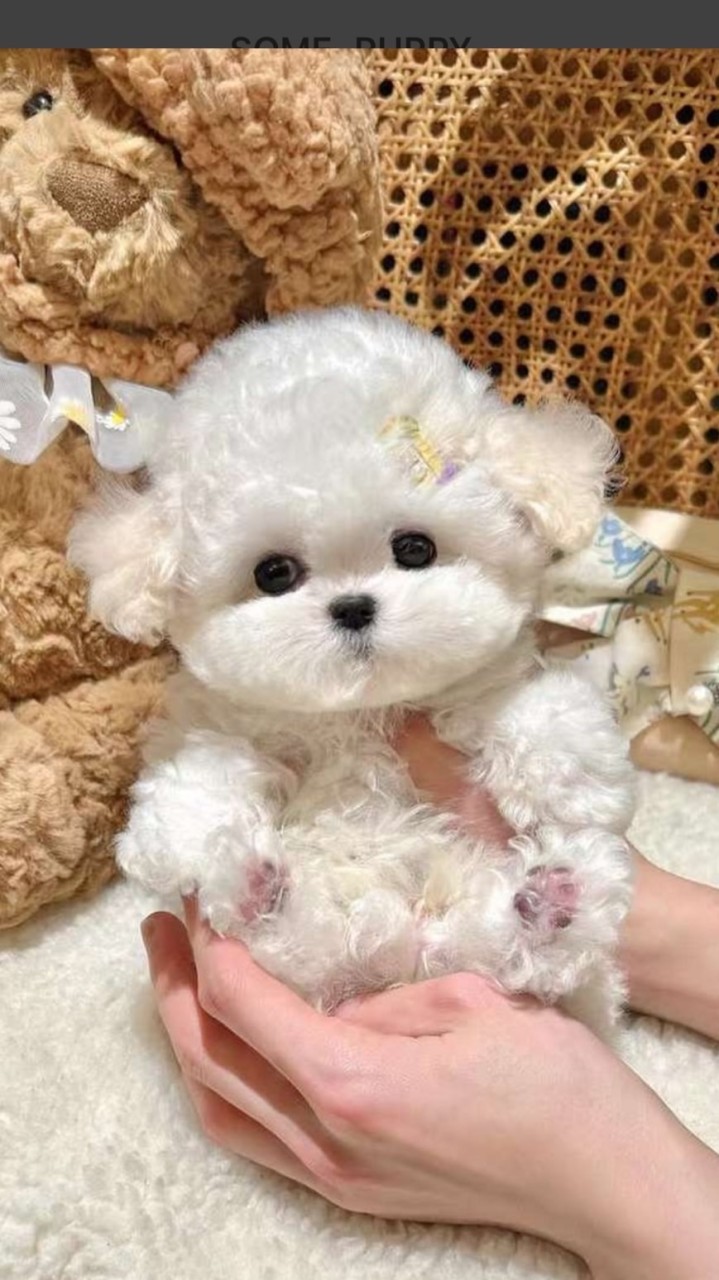 靜夜繁星