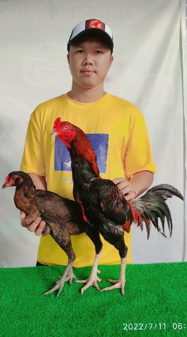 ซุ้มม้าบิน มหาสารคาม ไก่ชนสายเลือดเงินล้าน