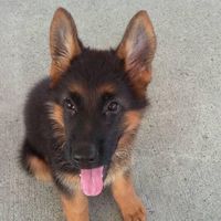 陪伴犬協會教室