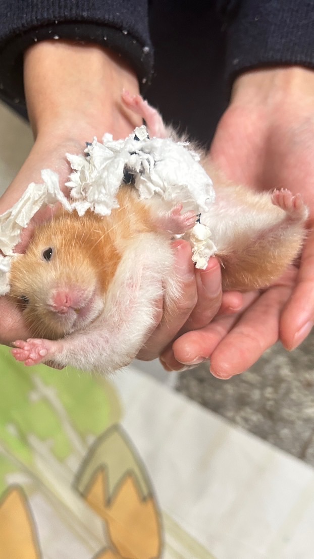 鼠窩