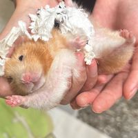 鼠窩