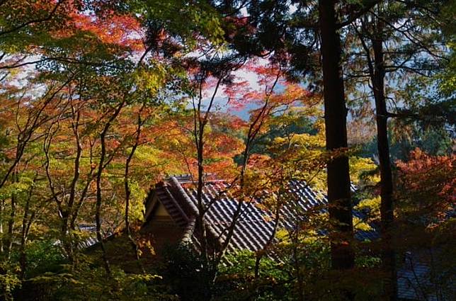 箱根 兩大紅葉景點 長安寺 與夢幻芒草 仙石高原 Matcha日本線上旅遊雜誌 Line Today