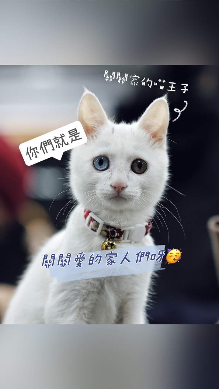 🍋關關🦕的股東們🤩🔝📈