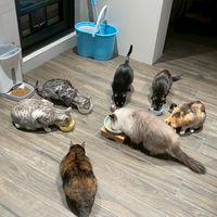 鄭喵Family
