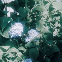 【再建】 緩 学園 折 ‼️ 薔薇