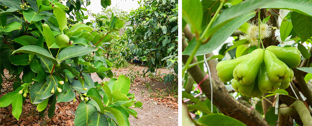 六龜地區早晚溫差大，受惠於荖濃溪水質，生產出的蓮霧水分多且甜脆多汁；右圖為體型較瘦小且長形的甘蔗蓮霧。(攝影/ Naru)