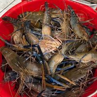 🎣🦐大桃園-泰國蝦買賣群🦐🎣自營群