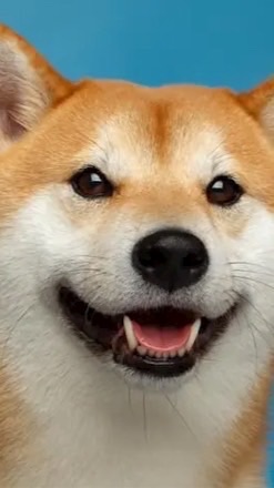 Crypto_doge全球交易討論群組