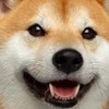 Crypto_doge全球交易討論群組