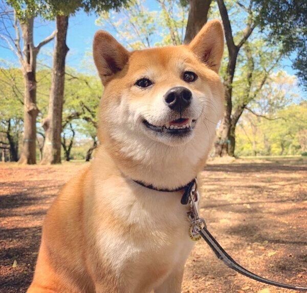 赤ちゃんにヤキモチを妬く柴犬