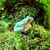 生き物写真館🐸🐢🦎🐠🪼