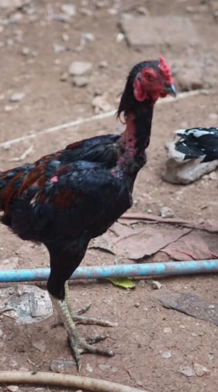 🐓ซุ้ม.ขุนโต้ แห่งทุ่งช่อระกาฟาร์ม🐓