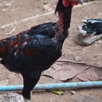 🐓ซุ้ม.ขุนโต้ แห่งทุ่งช่อระกาฟาร์ม🐓